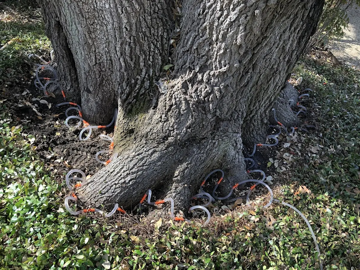 Detailed Tree Cabling and Bracing job site in Ebony